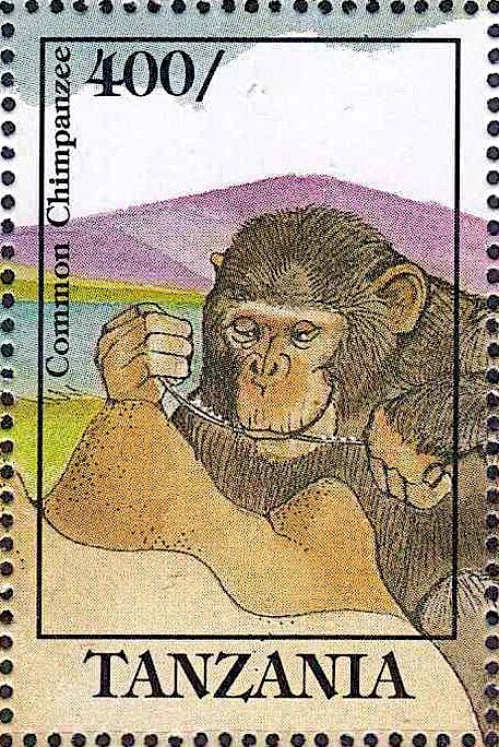 Common Chimpanzee