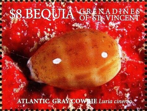 Atlantic Gray Cowrie