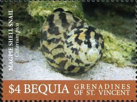 Magpie Shell Snail