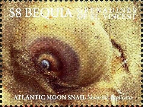 Atlantic Moon Snail