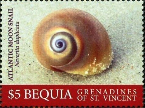 Atlantic Moon Snail