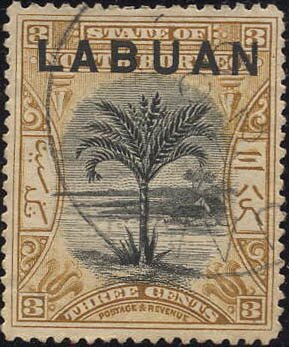 Sago Palm