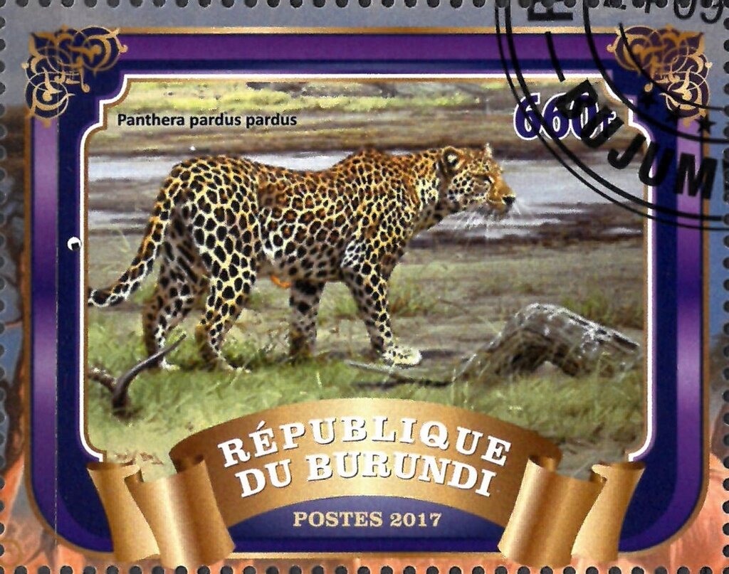 Panthera Pardus Pardus
