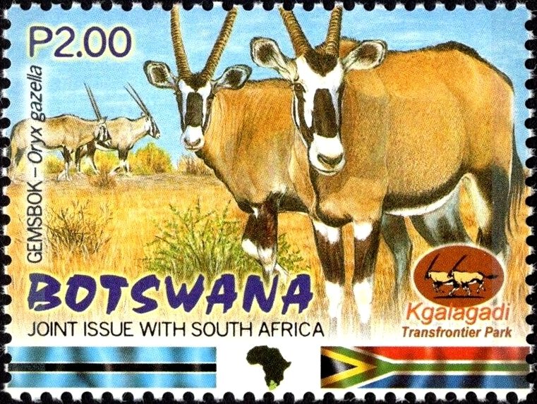 Oryx (Oryx gazela)