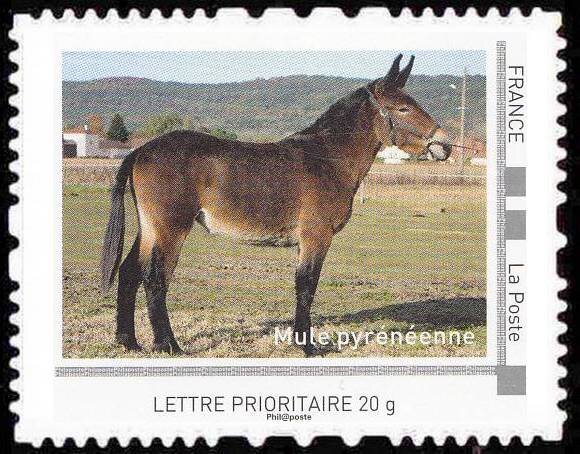 Mule