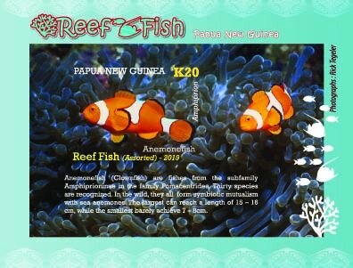 Anemonefish