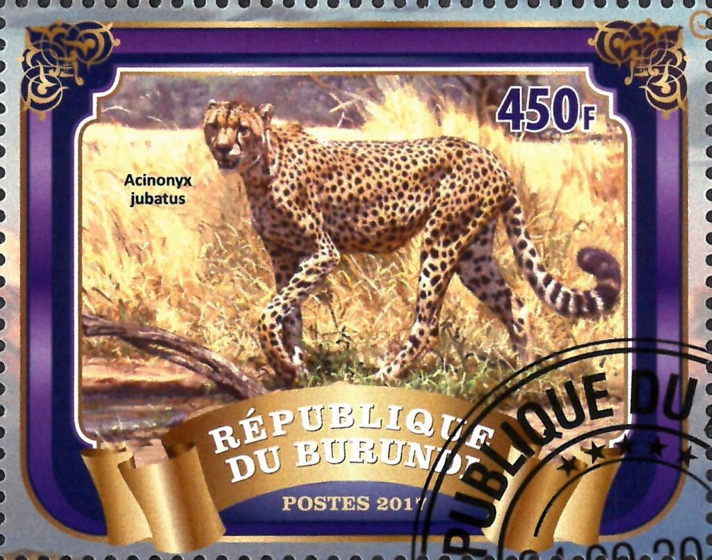 Acinonyx Jubatus