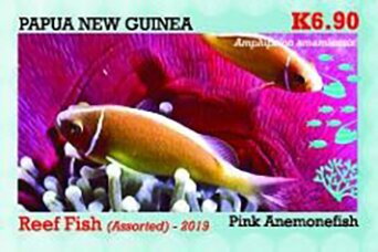 Pink Anemonefish