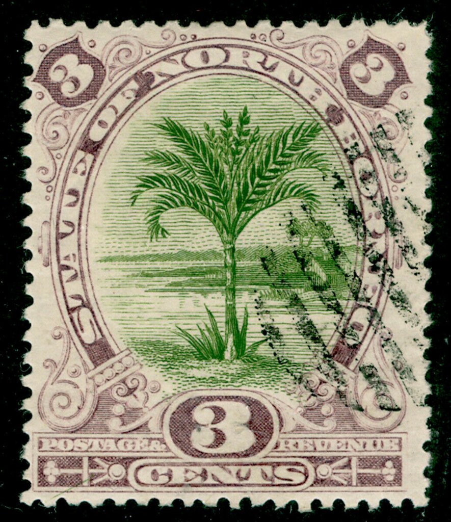 Sago Palm