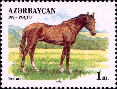 Don Horse (Equus ferus caballus)