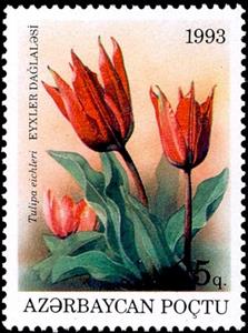 Stamp, Tulipa eichleri, Azerbaijan,  , Flowers, Plants (Flora)
