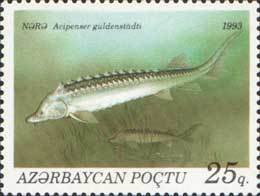 Russian Sturgeon (Acipenser guldenstadti)