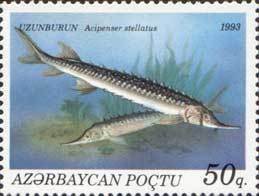 Stellate sturgeon (Acipenser stellatus)