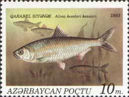 Stamp, Caspian Anadromus Shad (Alosa kessleri kessleri), Azerbaijan,  , Animals (Fauna), Fishes