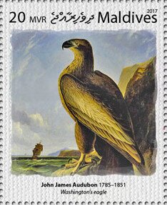 "Washington's Eagle", by John James Audubon