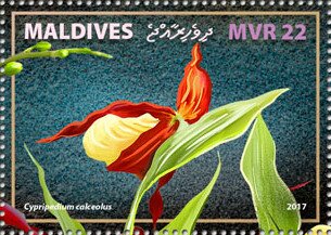 Stamp, Cypripedium calceolus, Maldives,  , Flowers, Orchids, Plants (Flora)