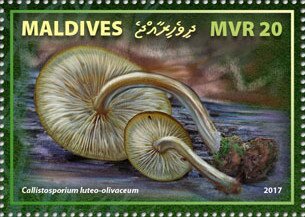 Stamp, Callistosporium luteo-olivaceum, Maldives,  , Mushrooms, Plants (Flora)