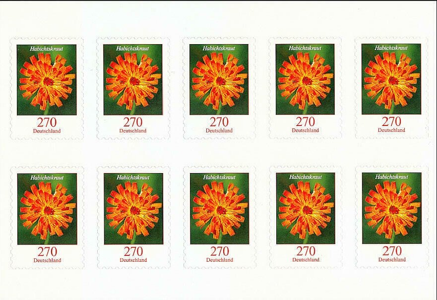Hawkweed