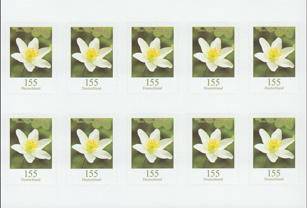 Wood Anemone (Anemone nemorosa)