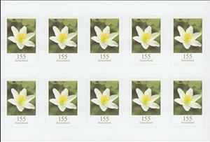 Mini Sheet, Wood Anemone (Anemone nemorosa), Germany, Federal Republic,  , Flowers, Plants (Flora)