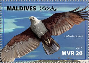 Brahminy Kite (Haliastur indus)