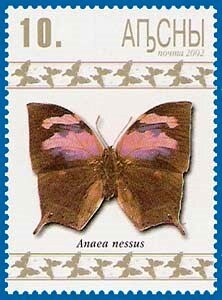 Anaea nessus