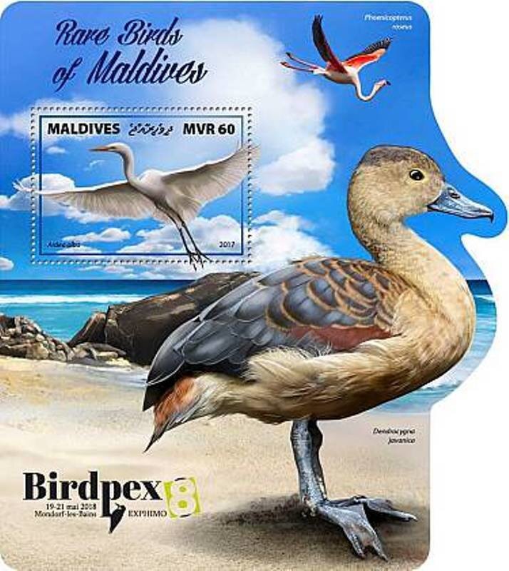 Rare Birds of Maldives