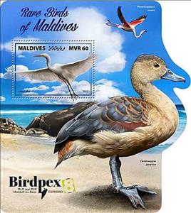 Souvenir Sheet, Rare Birds of Maldives, Maldives,  , Animals (Fauna), Birds, Ducks, Flamingos, Herons, Philatelic Exhibitions