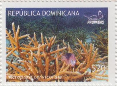 Corals