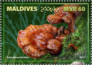 Ganoderma lucidum