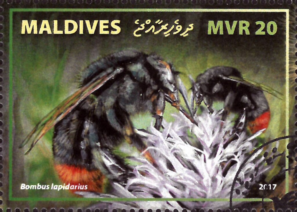 Bombus lapidarius