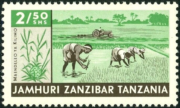 Plant rice