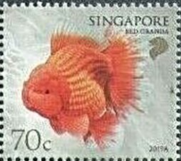 Red Oranda