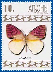 Colotis zoe