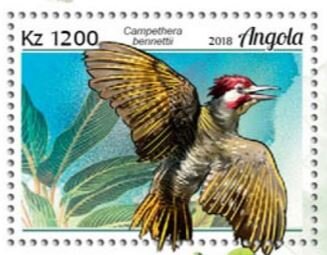 Stamp, Campethera bennettii, Angola,  , Birds, Woodpeckers
