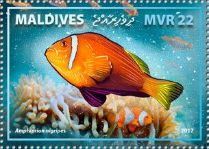 Maldive Anemonefish (Amphiprion nigripes)
