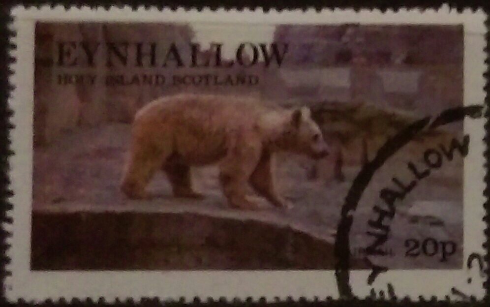 Bear