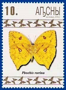 Pbhoebis rurina