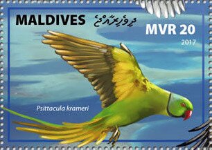 Rose-ringed Parakeet (Psittacula krameri)