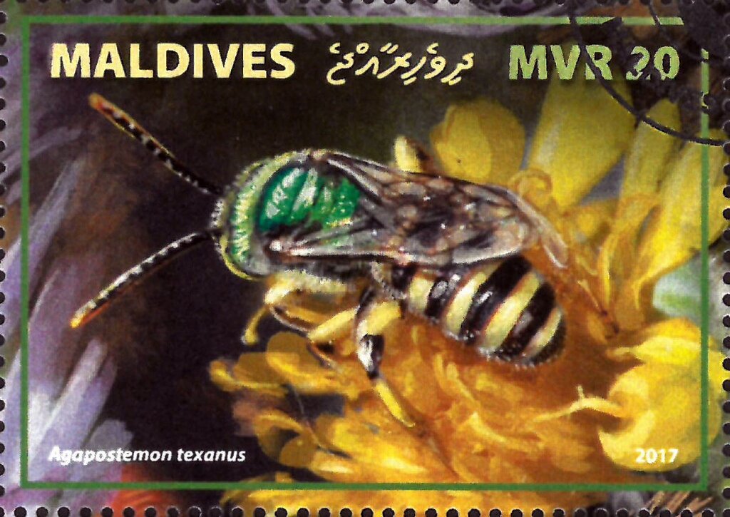Agapostemon texanus