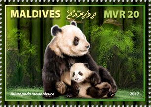 Giant Panda (Ailuropoda melanoleuca)