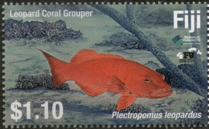 Leopard Coral Grouper