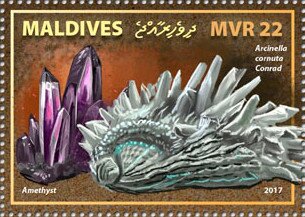 Stamp, Amethyst, Arcinella cornuta Conrad, Maldives,  , Animals (Fauna), Minerals, Shells