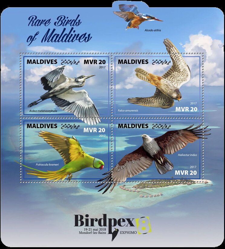 Rare Birds of Maldives
