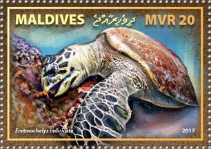 Hawksbill Sea Turtle (Eretmochelys imbricata)