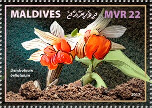 Stamp, Dendrobium bellatulum, Maldives,  , Flowers, Orchids, Plants (Flora)