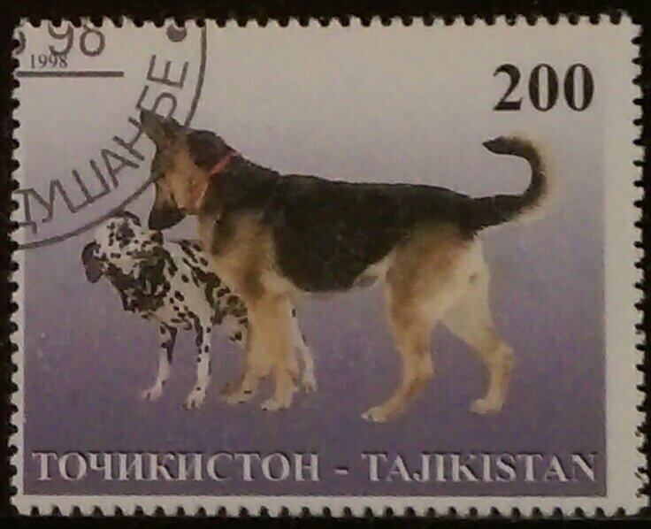 Dalmatian with Alsatian