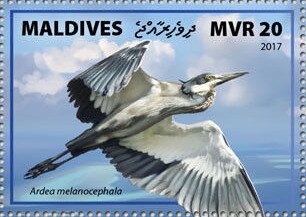 Black-headed Heron (Ardea melanocephala)