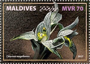 Chloraea magellanica