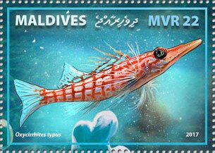 Longnose Hawkfish (Oxycirrhites typus)
